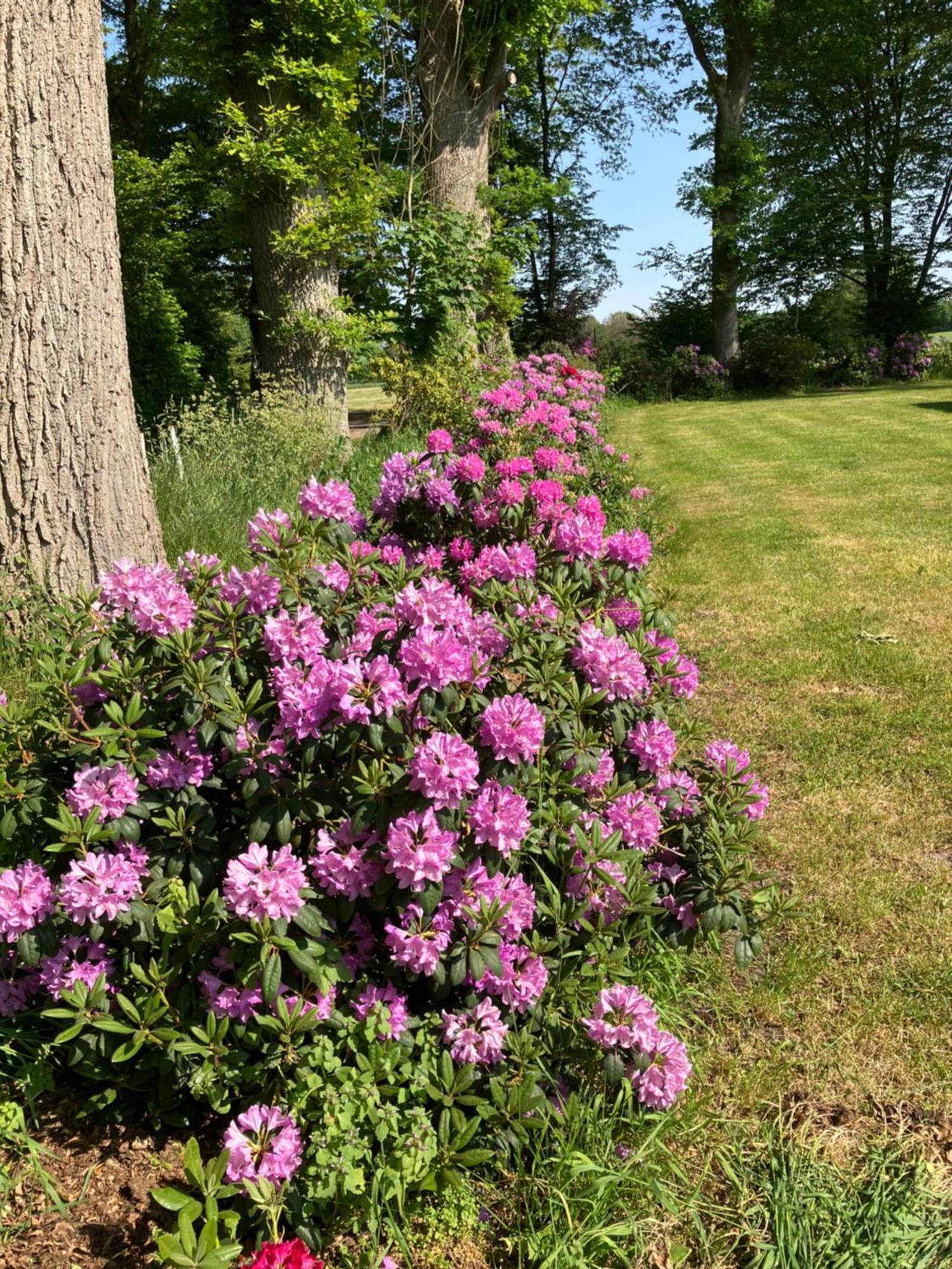 Haus Wald Und Wiese Wohnung Wiese Ehndorf Esterno foto